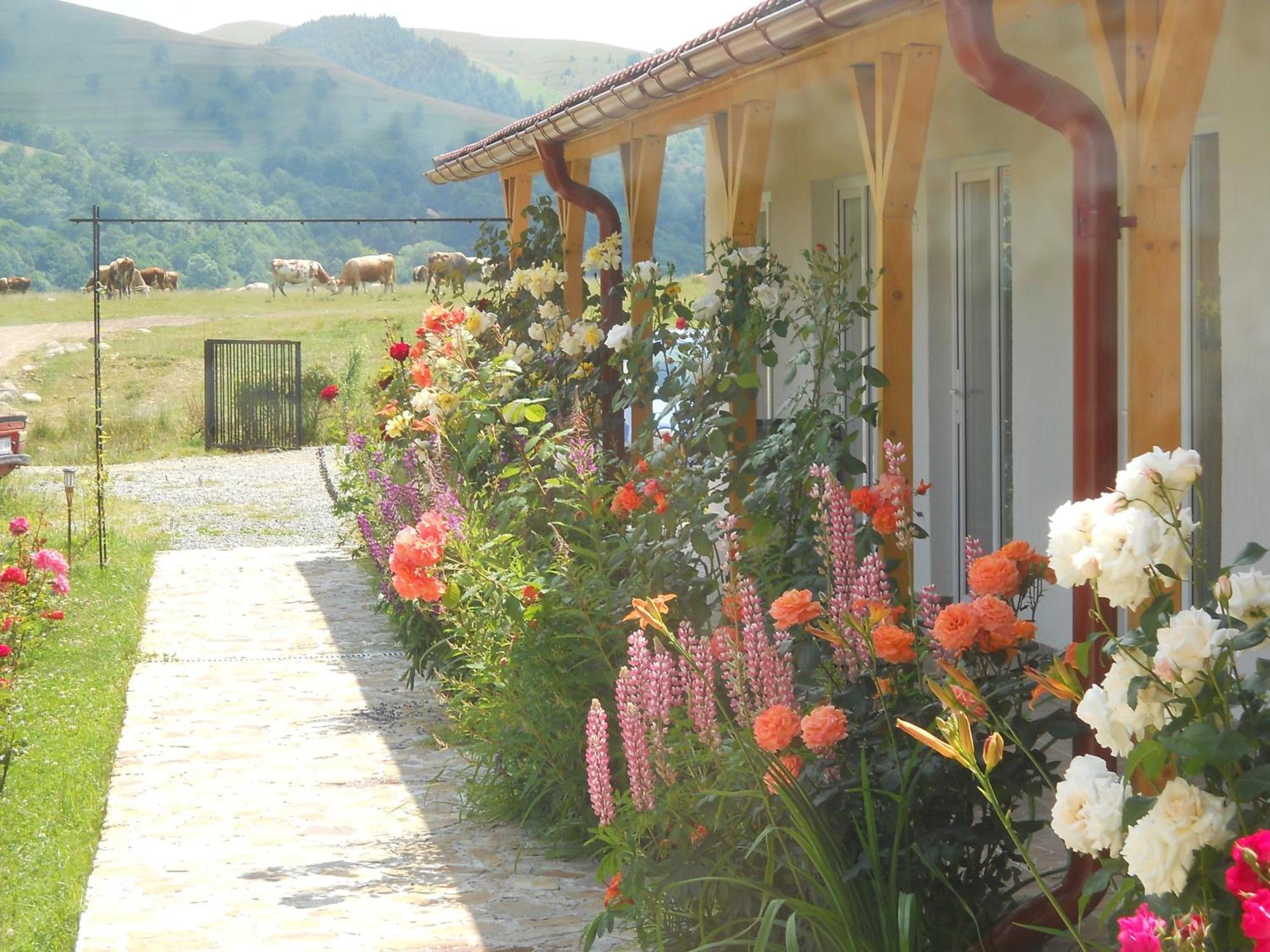 Pensiunea Poezii Alese Valea Drăganului Exterior photo